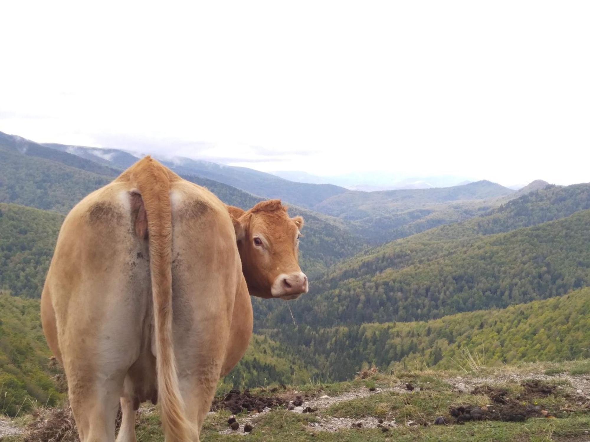Altxabi Apartamento Rural Ochagavía Exteriör bild